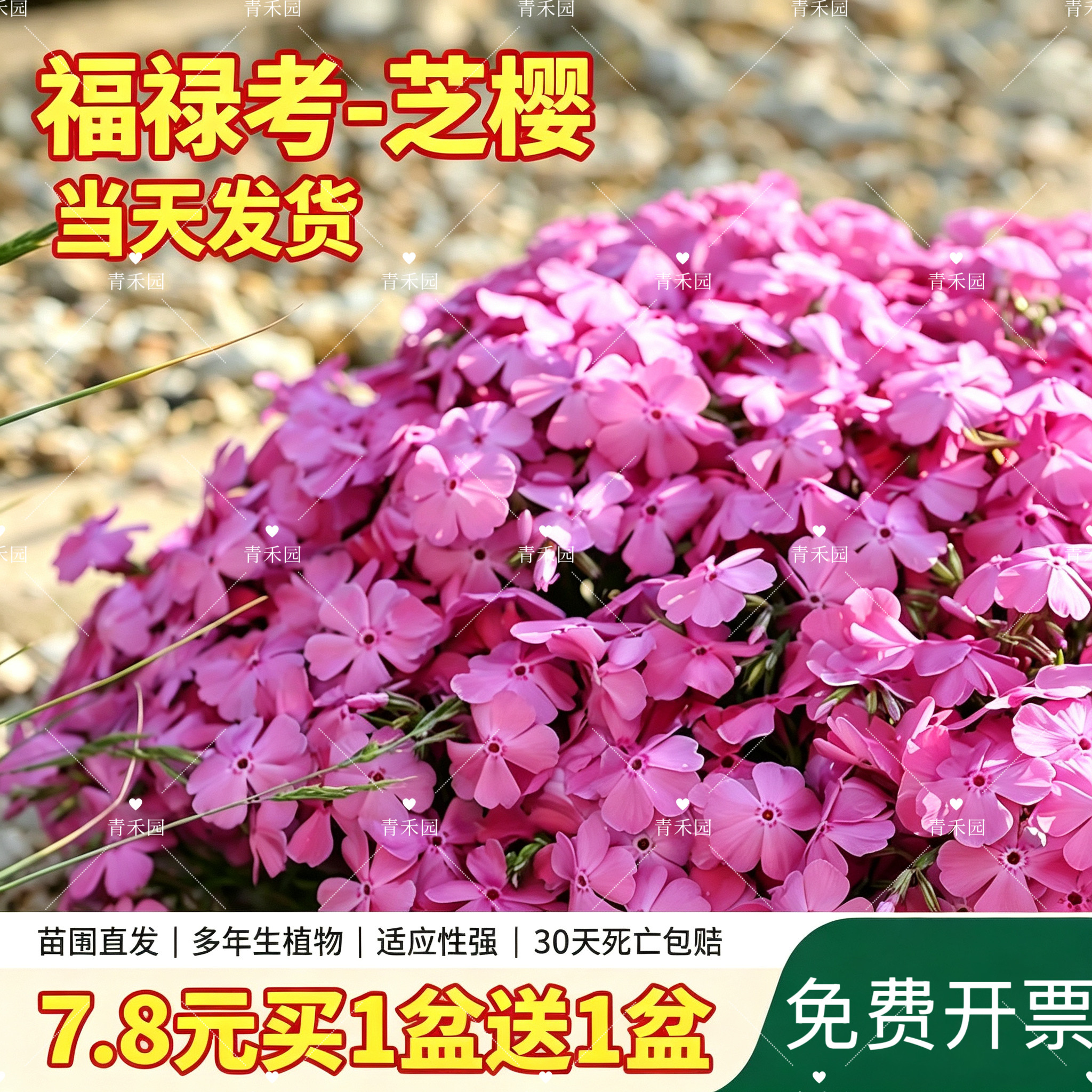 芝樱福禄考多季开花耐寒耐热室外地被植物花苗盆栽庭院花园植物