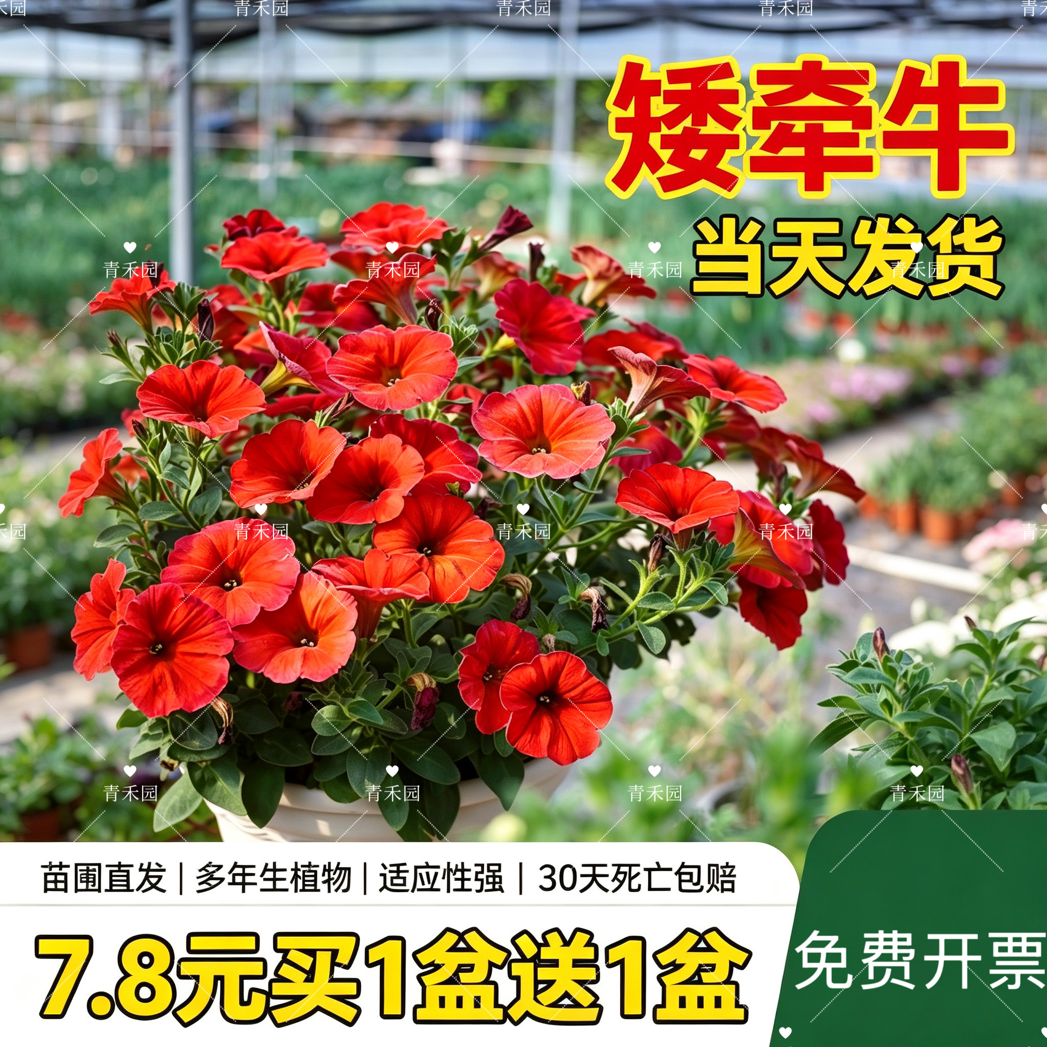 矮牵牛盆栽可垂吊四季好养易爆花