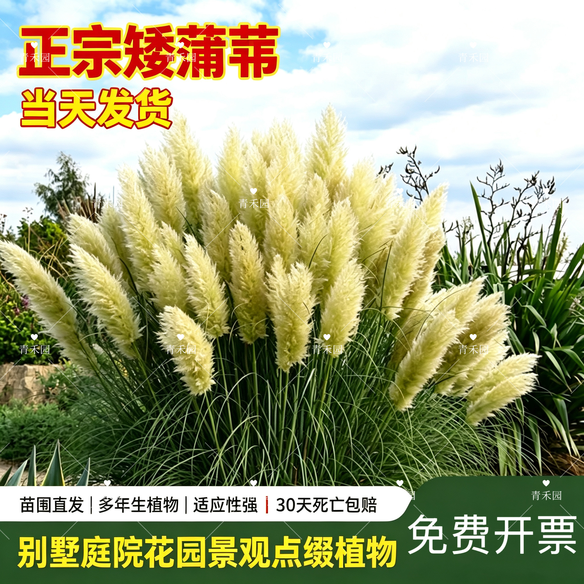 矮蒲苇花苗盆栽庭院抽穗花镜植物