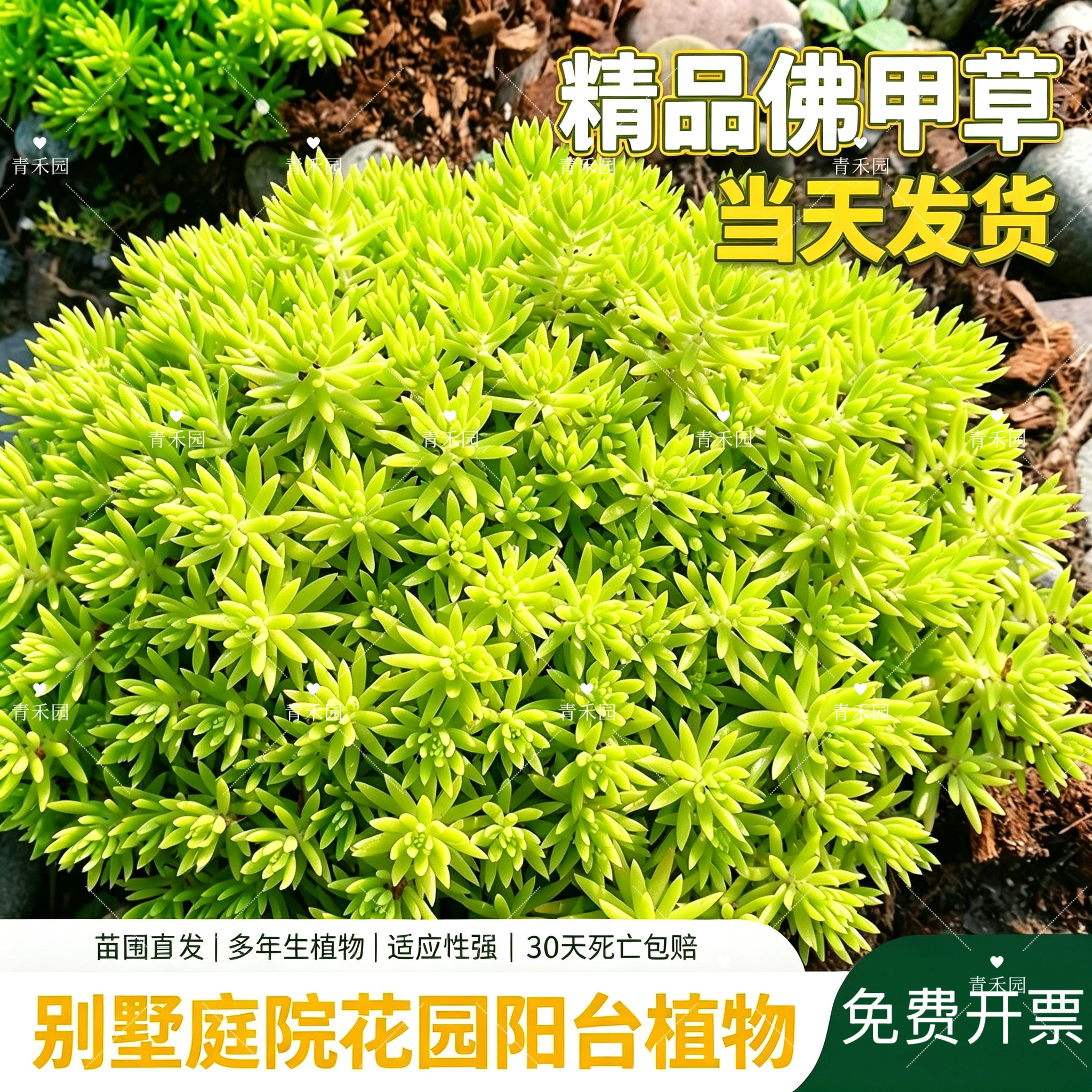 佛甲草过路黄景天庭院绿植好常青