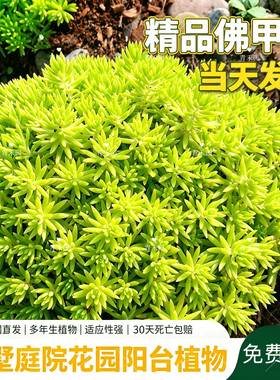 佛甲草过路黄景天庭院绿植好常青