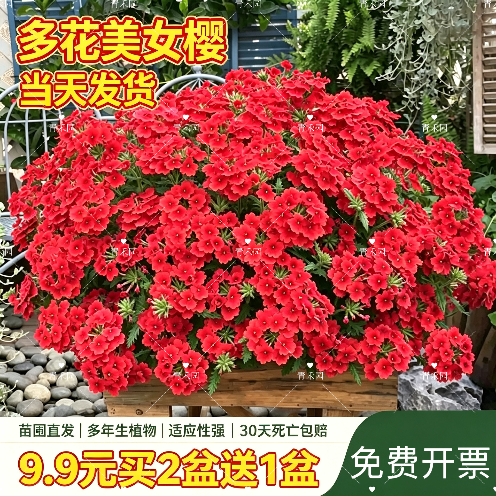 美女樱花期超长四季好养盆栽