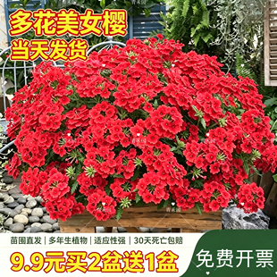 美女樱花卉盆栽花期超长四季好养庭院植物室外绿植多年生花卉绿植