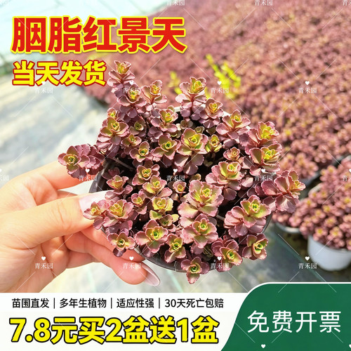 青禾园红景天耐寒耐旱好养