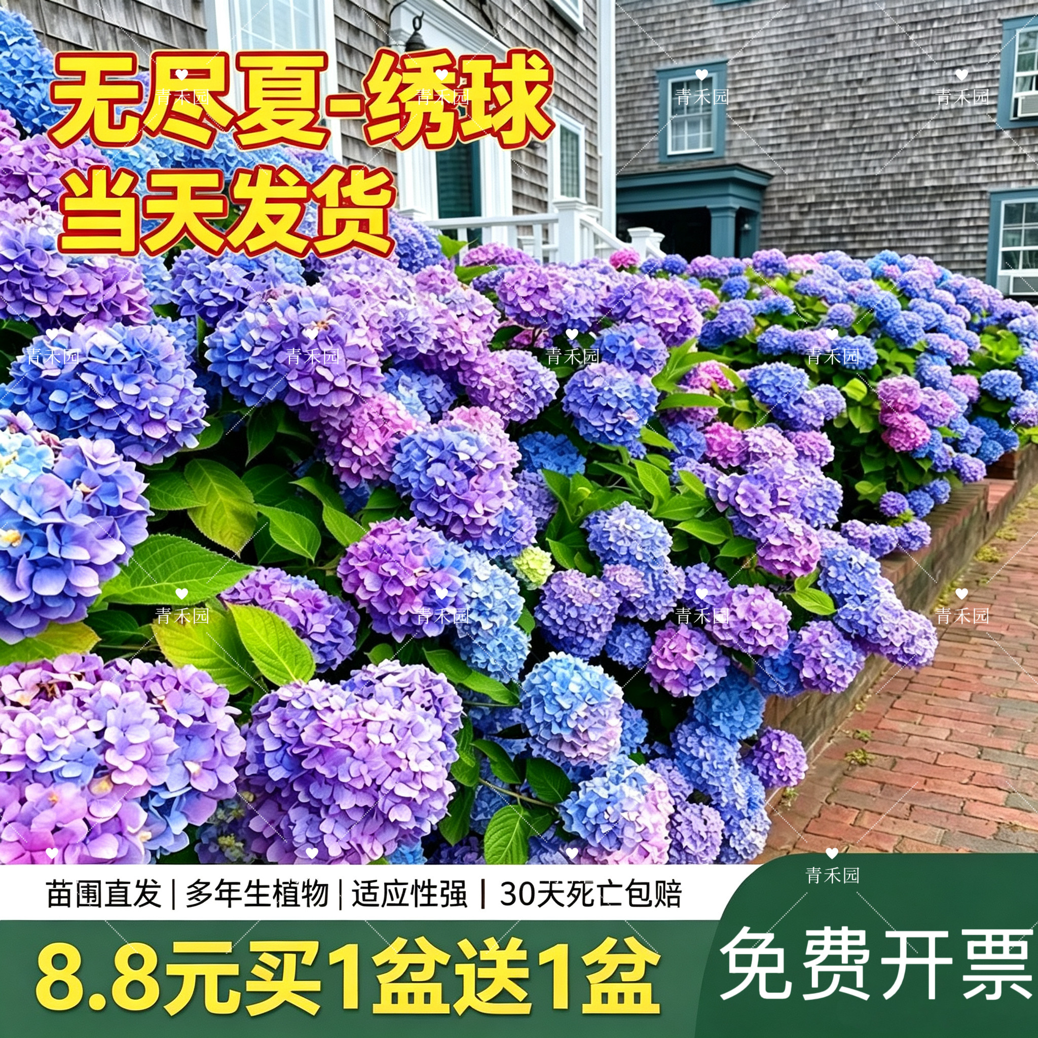 青禾园无尽夏绣球花耐寒耐旱好养