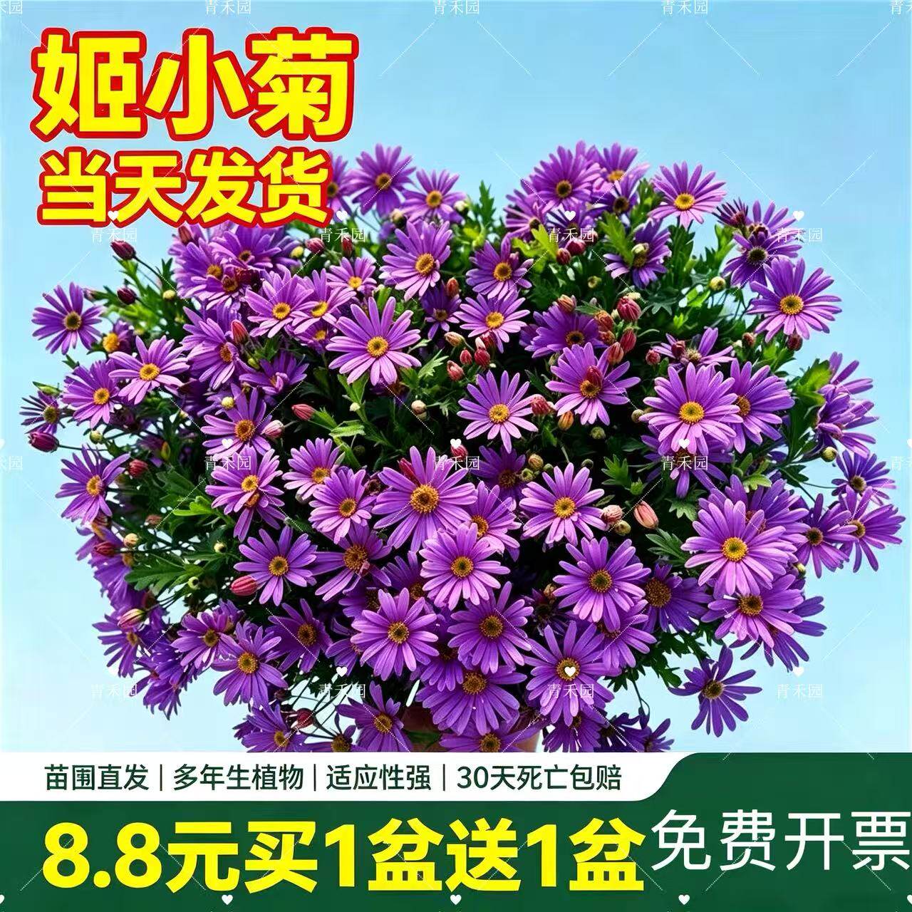 姬小菊盆栽带苞多年生四季开花好