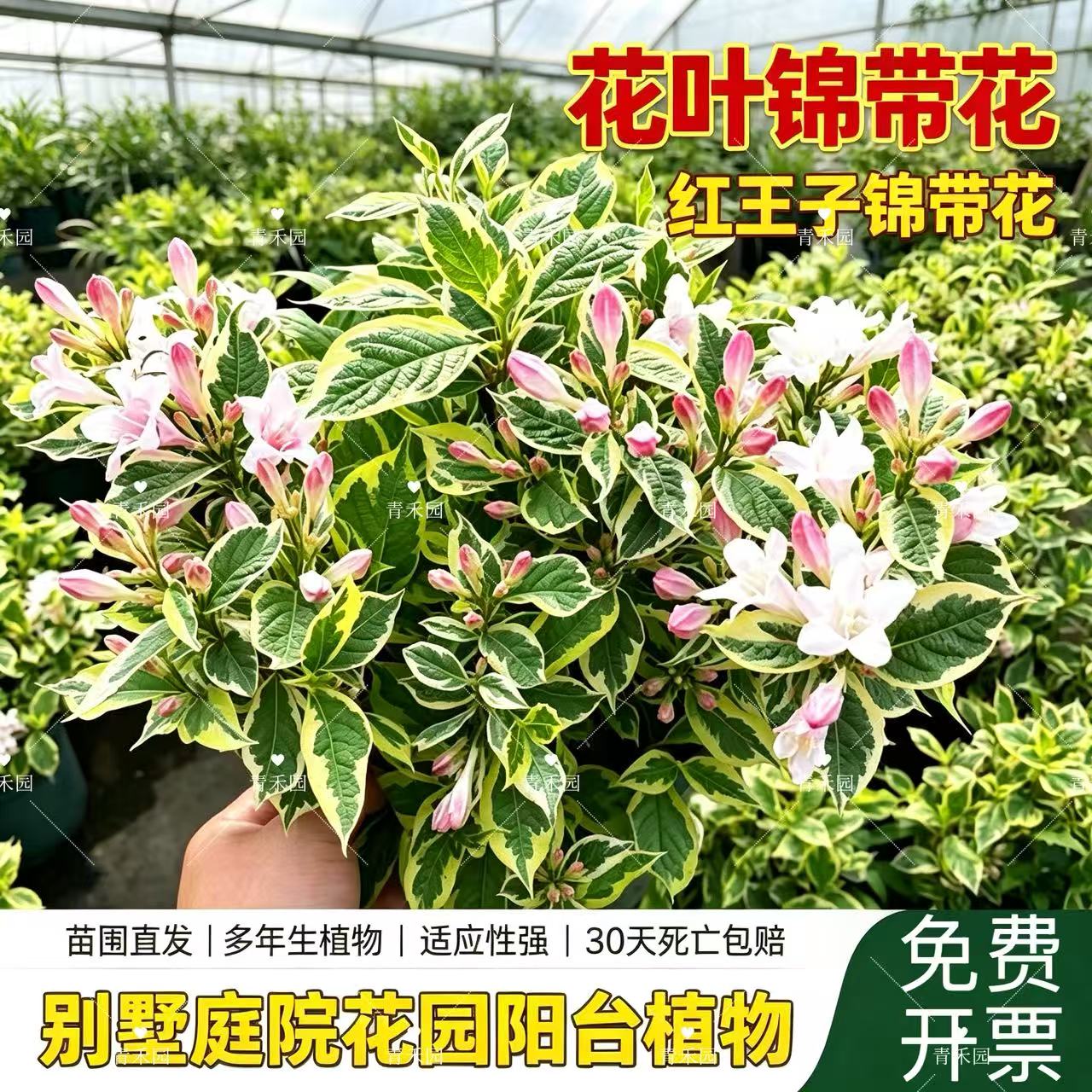 青禾园锦带花苗盆栽多年生落叶