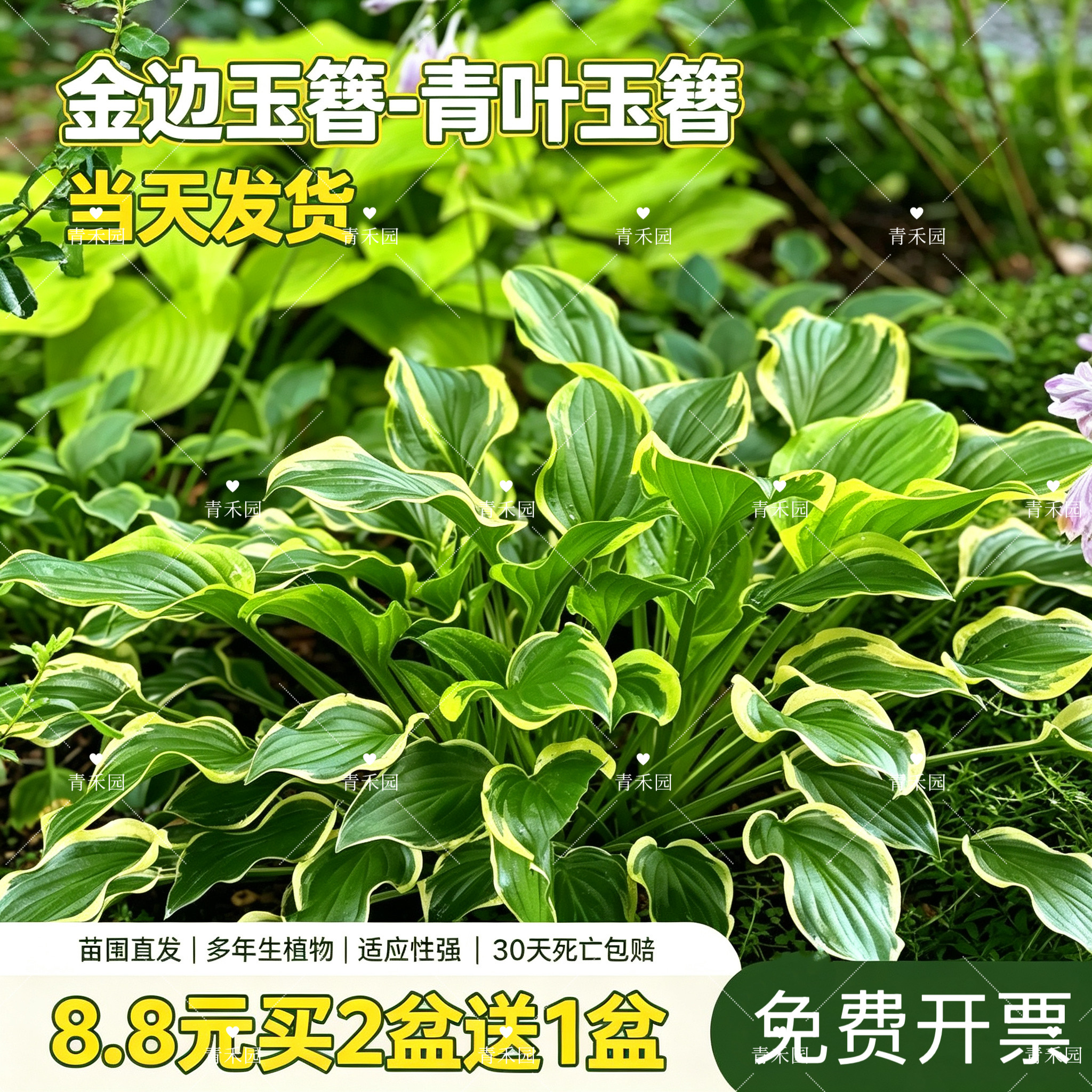 常规玉簪花庭院耐阴观叶耐寒花卉