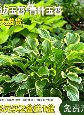 常规玉簪花庭院耐阴观叶耐寒花卉