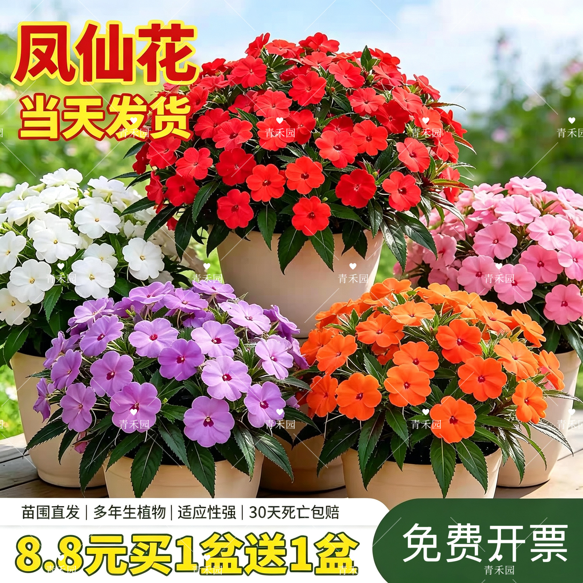 青禾园凤仙花盆栽耐寒耐旱好养