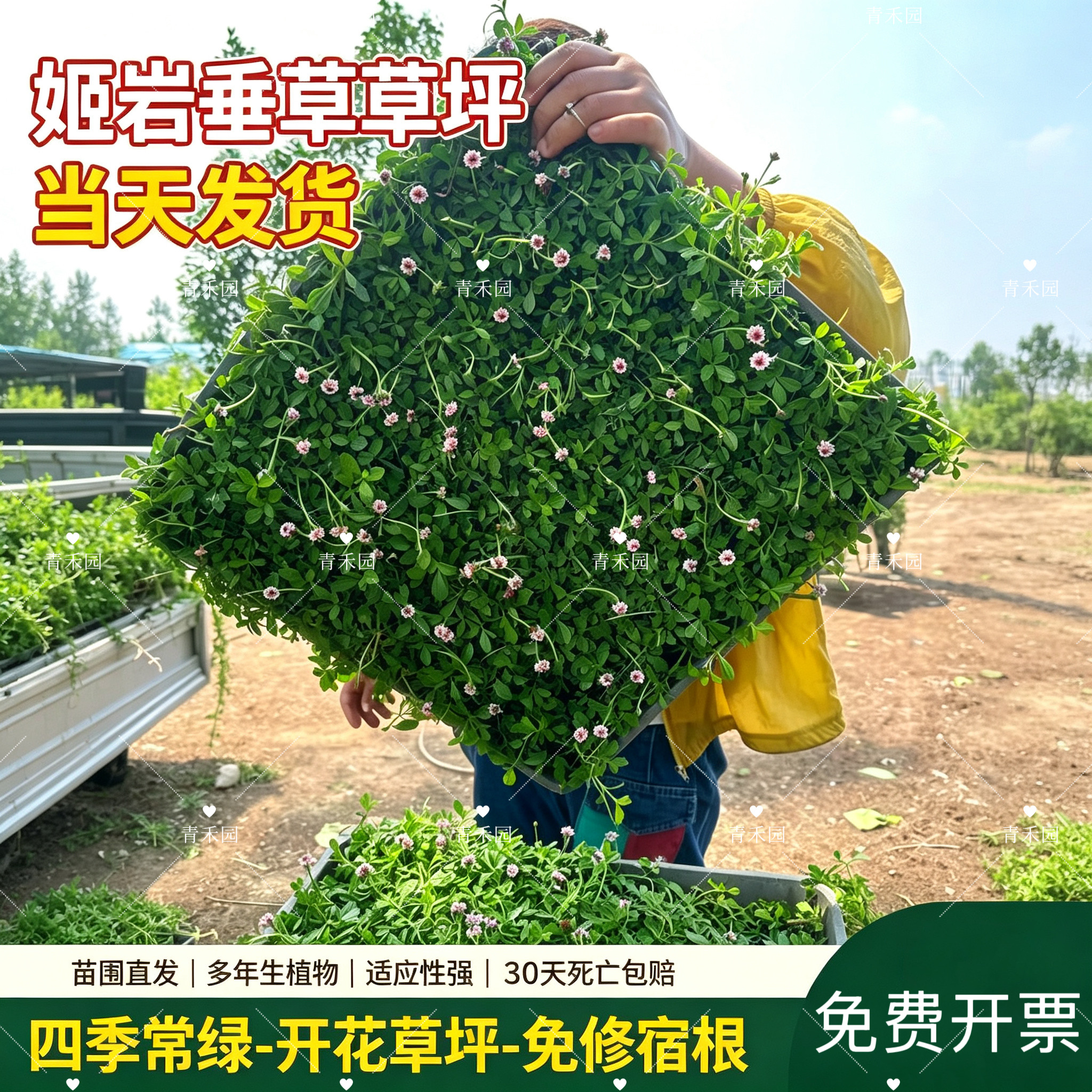 姬岩垂草草皮庭院绿化耐寒耐热好