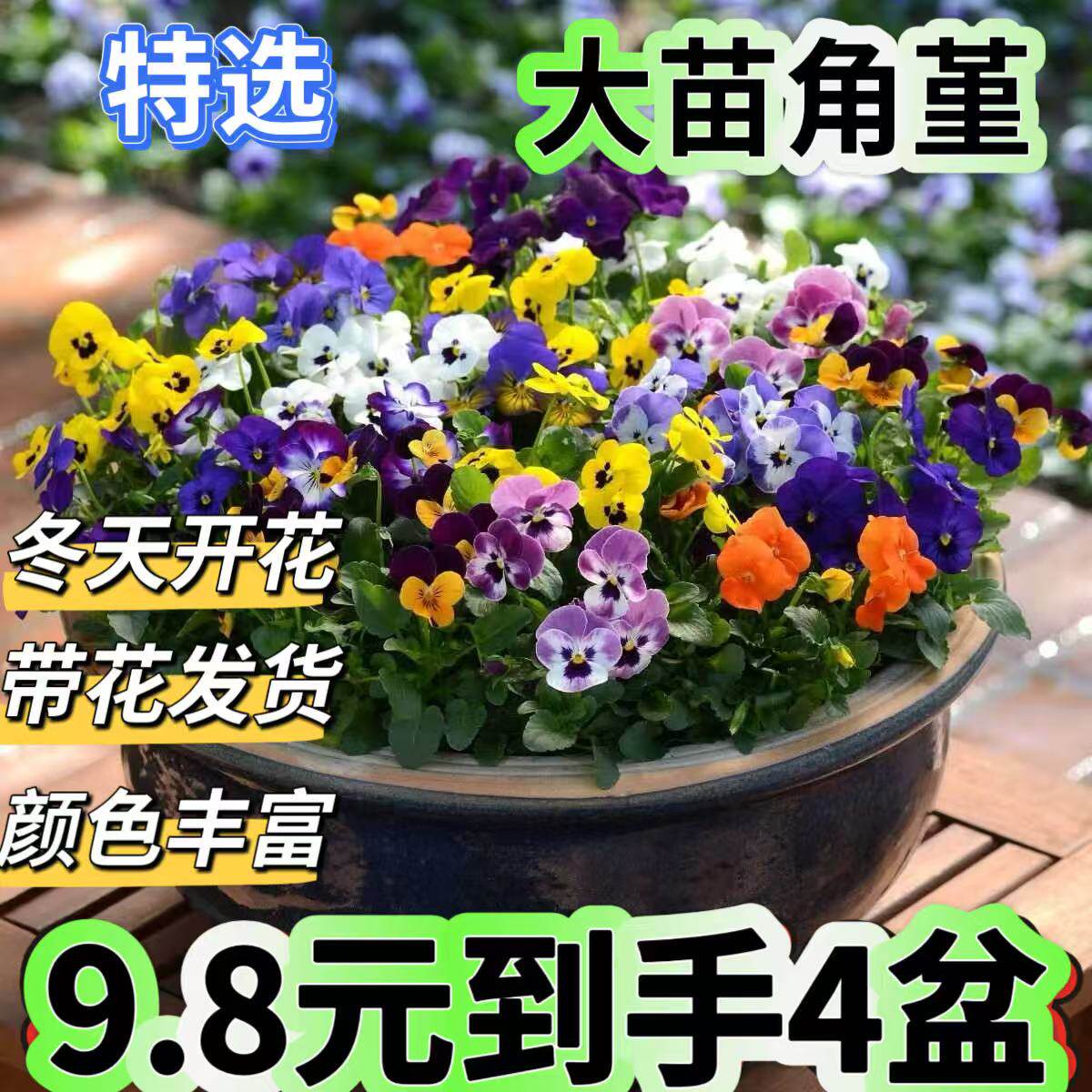 角堇花苗盆栽冬天开花苗耐寒花卉