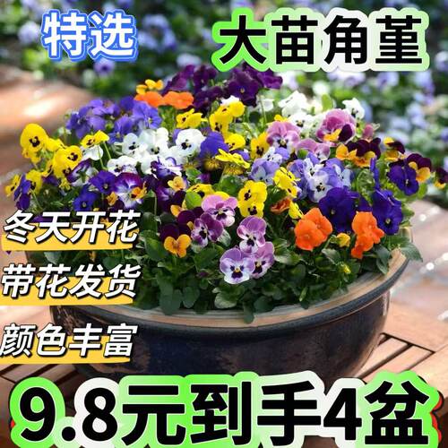 角堇花苗盆栽冬天开花苗耐寒花卉