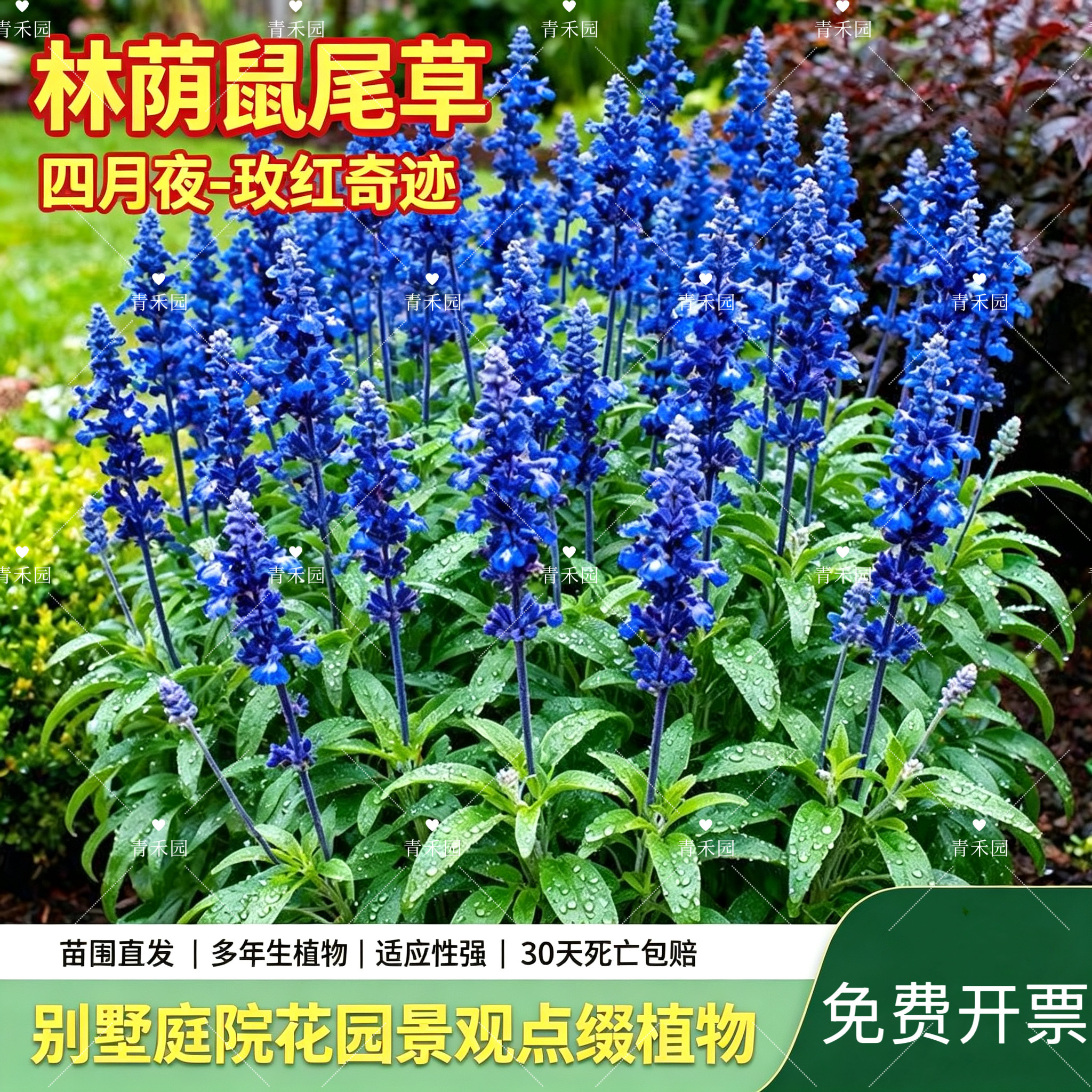 青禾园林荫鼠尾草耐寒耐旱好养