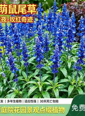 青禾园林荫鼠尾草耐寒耐旱好养