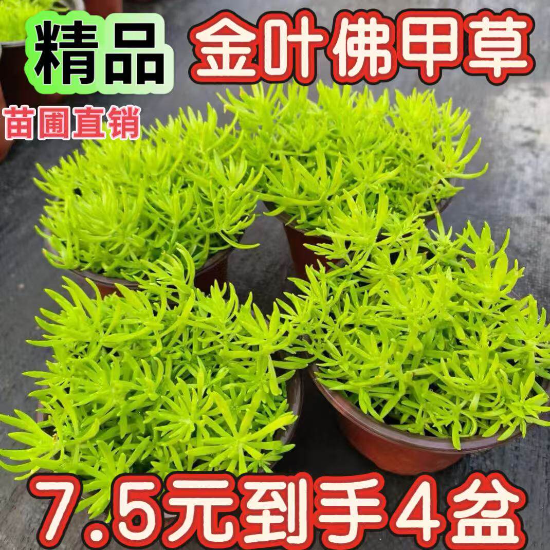 佛甲草过路黄中华景天苗地被绿植花坛庭院植物四季常青花镜好养绿