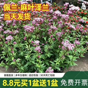 佩兰大麻叶泽兰盆栽蝶舞兰好花镜植物大苗阳台庭院多年生耐热耐冻