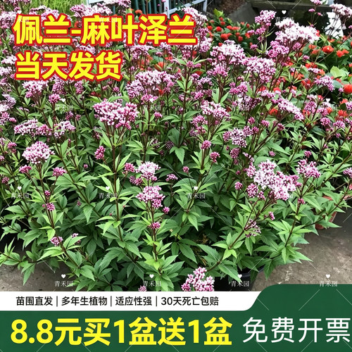 佩兰大麻叶泽兰盆栽耐热耐冻