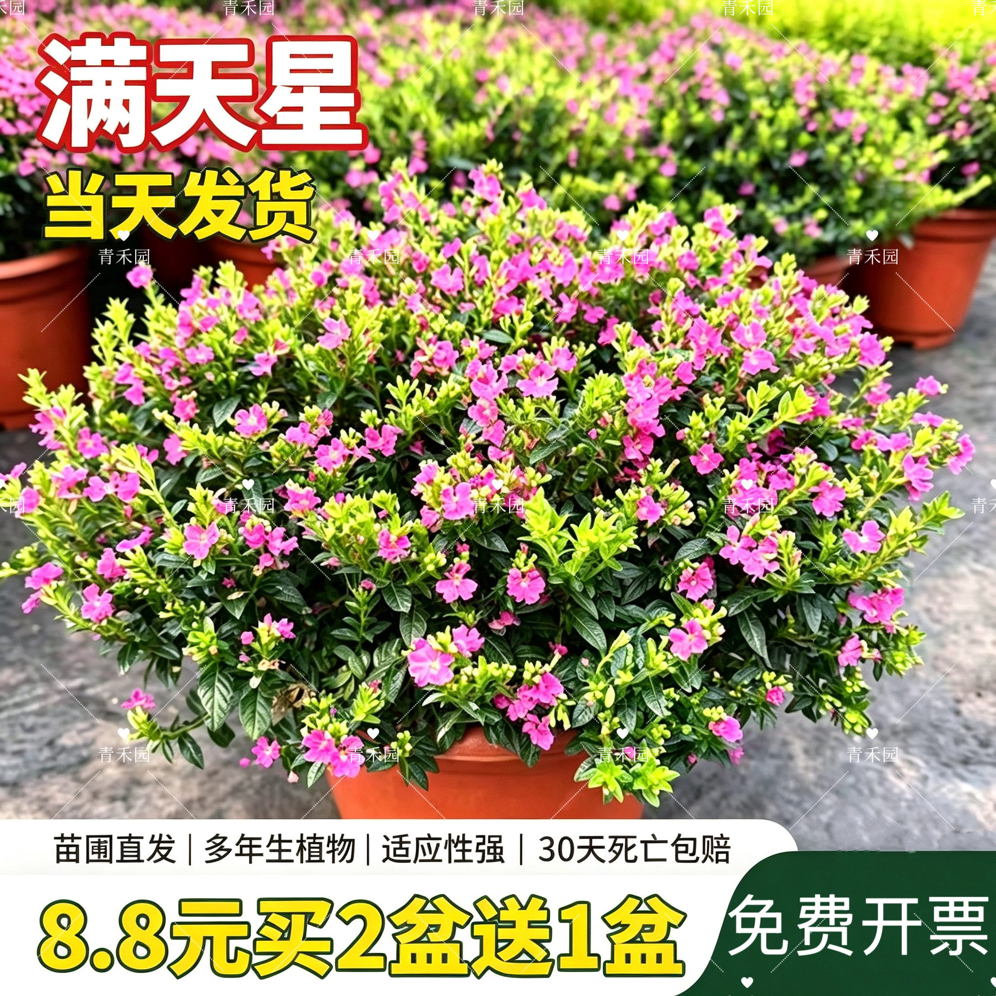 满天星盆栽大苗室内阳台带花苞