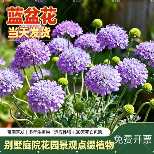 蓝盆花多年生宿根四季开花耐寒