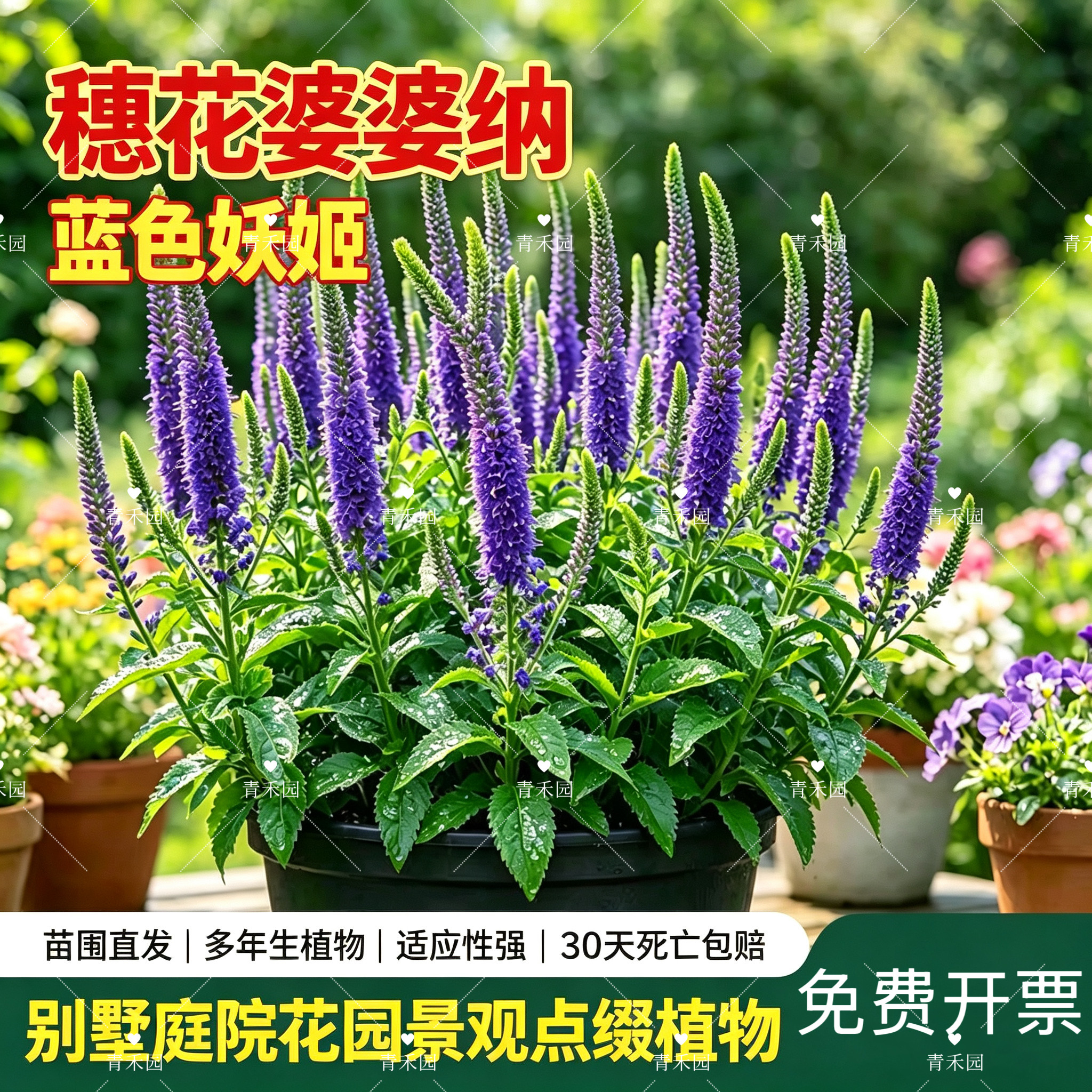 青禾园婆婆纳耐寒耐旱好养