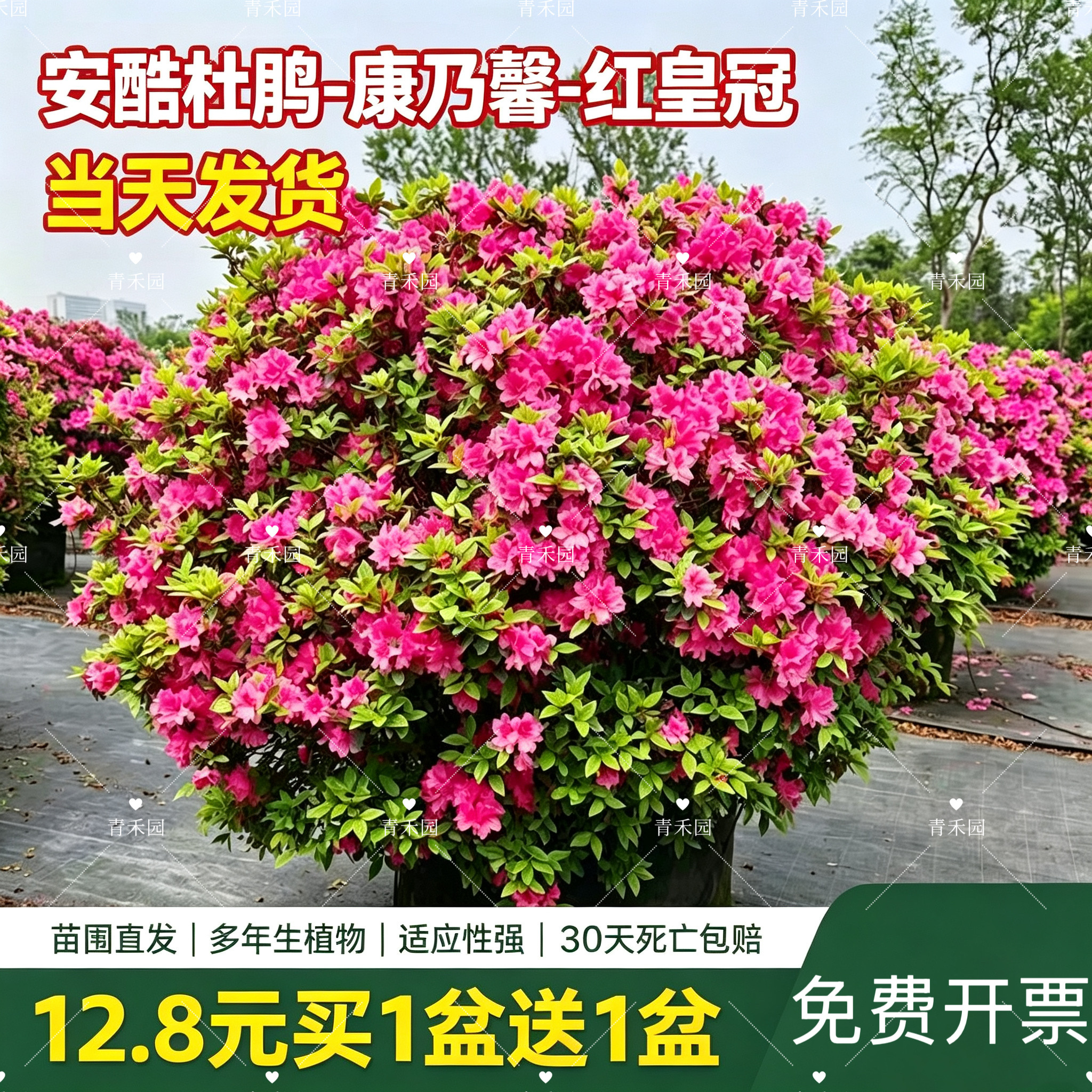 康乃馨安酷杜鹃花盆栽多季开花