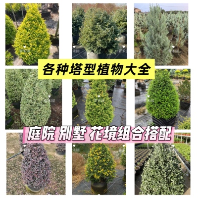塔型锥形绿植庭院花园耐寒常绿