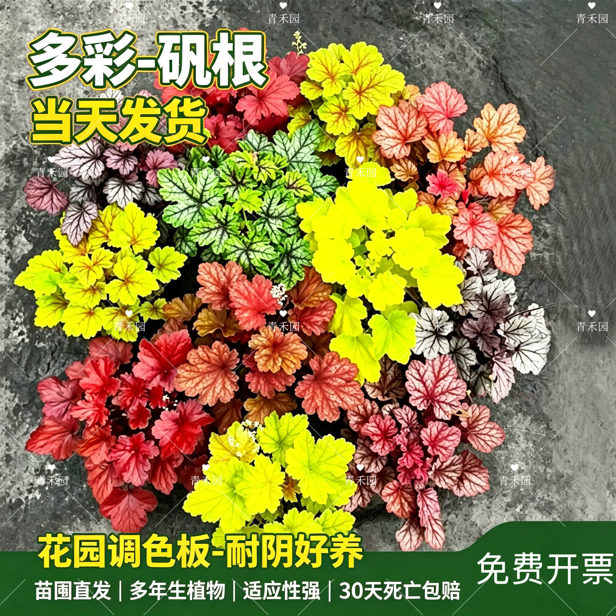 矾根盆栽花卉植物室内花苗四季常青观叶耐寒绿植庭院地被绿化花苗