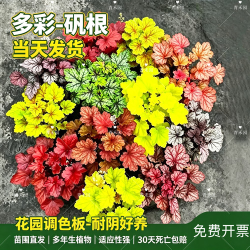 矾根盆栽花卉植物四季常青观叶