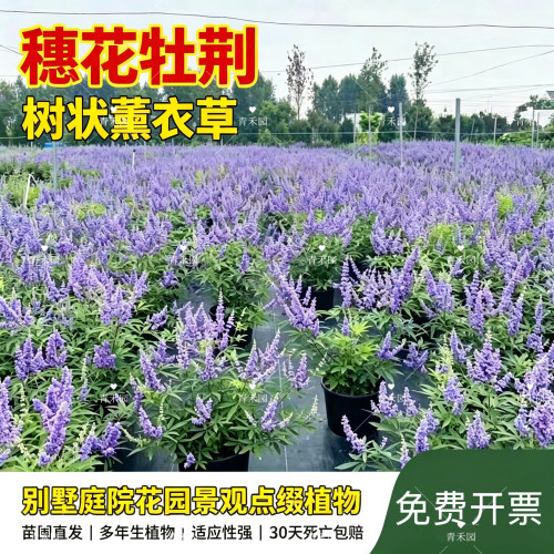 穗花牡荆盆栽大苗耐热耐寒