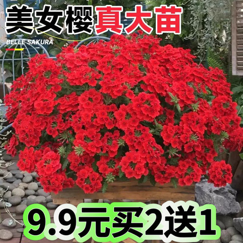 美女樱花期超长四季好养盆栽