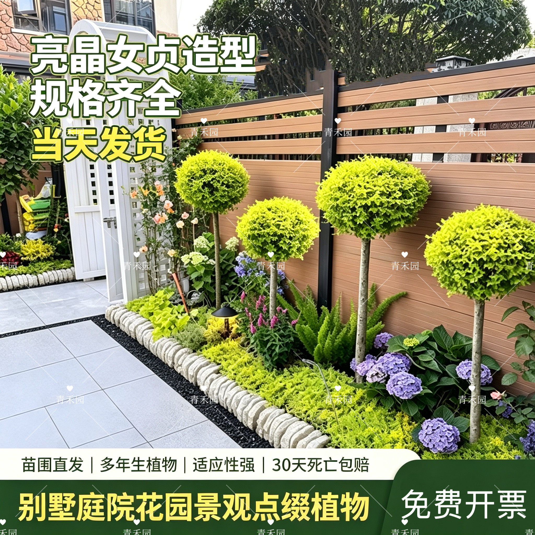 别墅亮晶女贞四季常青庭院花园