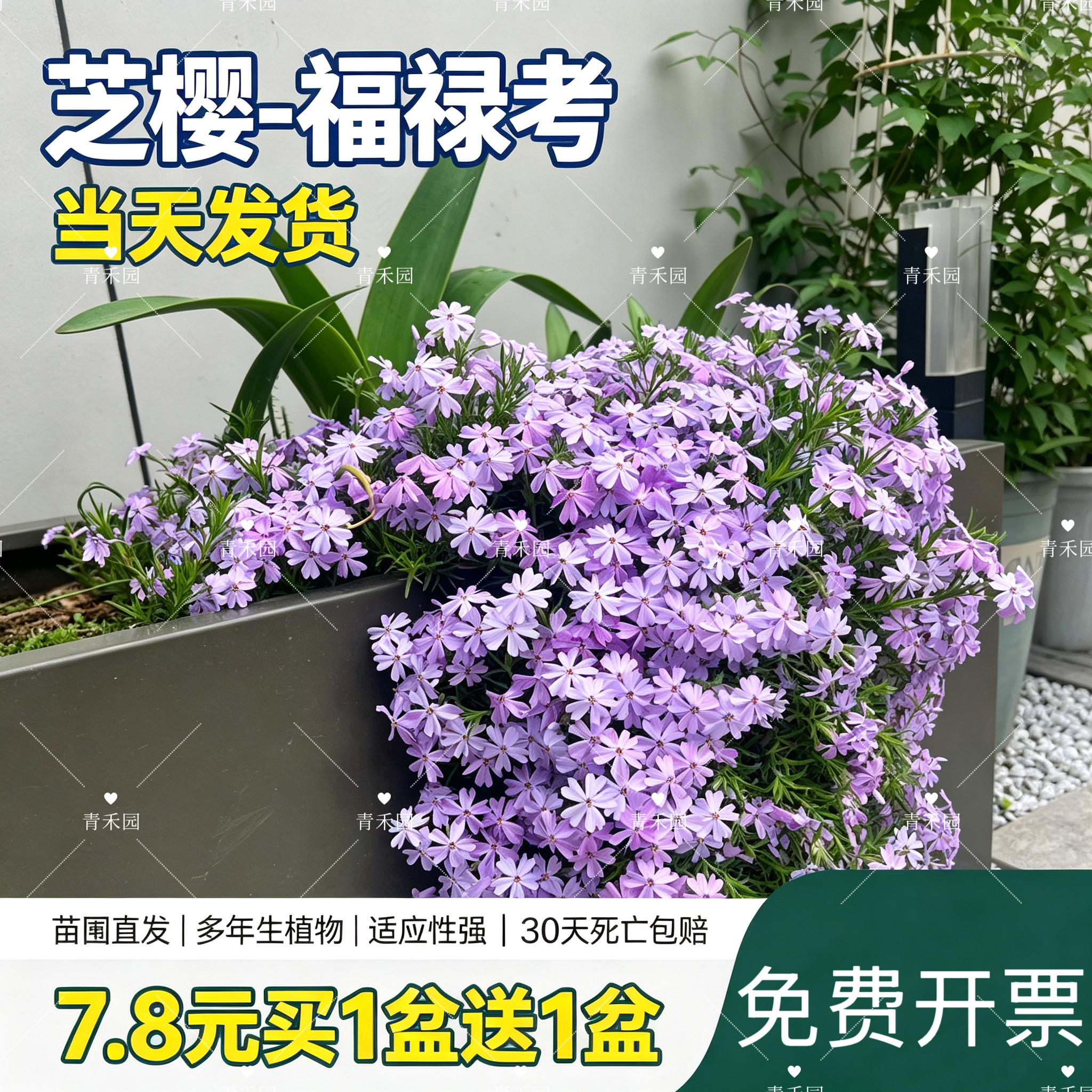芝樱福禄考多季开花耐寒耐热室外地被植物花苗盆栽庭院花园花池草