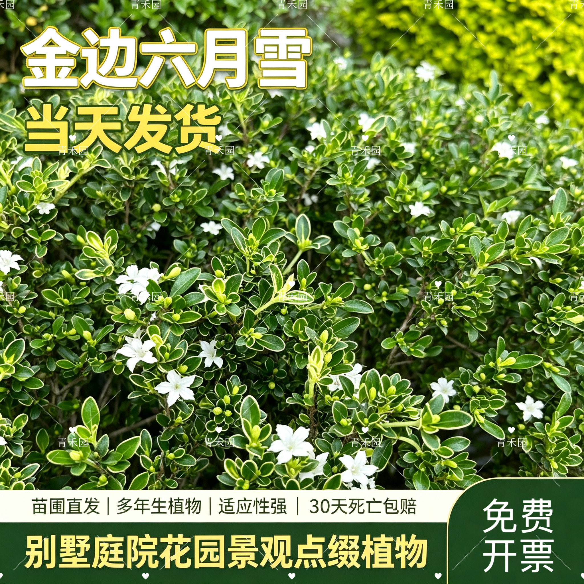 金边六月雪花卉盆景造型绿植
