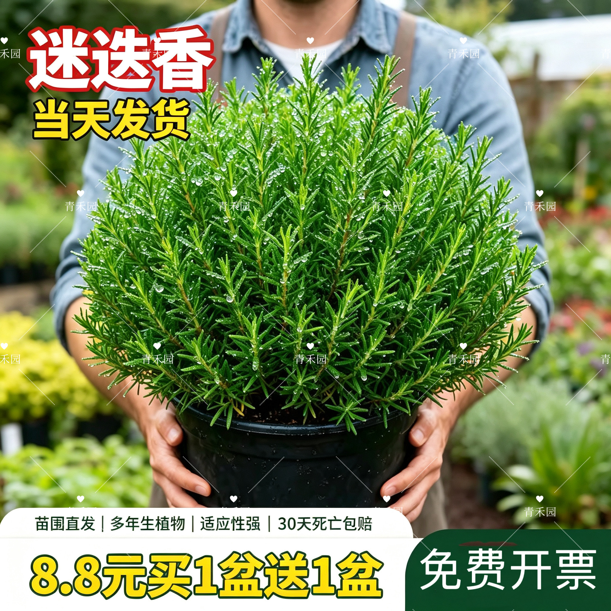 迷迭香盆栽牛排用可食用驱蚊植物