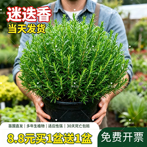 迷迭香盆栽牛排用可食用驱蚊植物