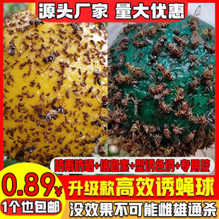 粘虫球丝瓜果实蝇贴诱蝇球针蜂马蜂色引诱剂果蝇诱捕器双面黄板纸