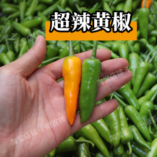 新鲜黄椒现摘辣椒魔鬼辣超辣特辣黄子弹椒福鼎肉片小吃腌制泡椒水