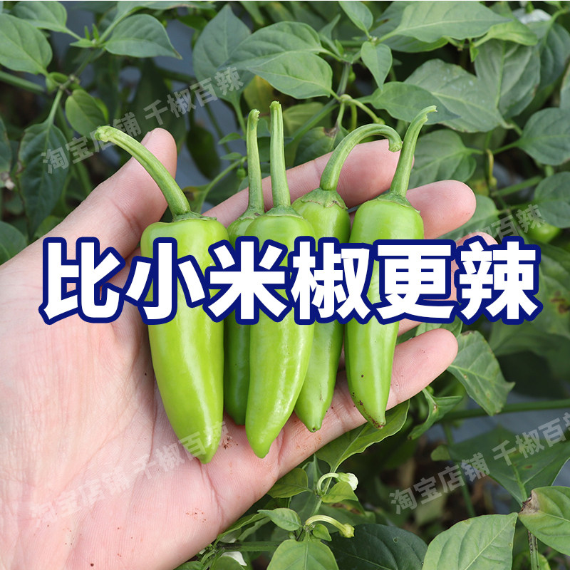比小米椒更辣的小青椒