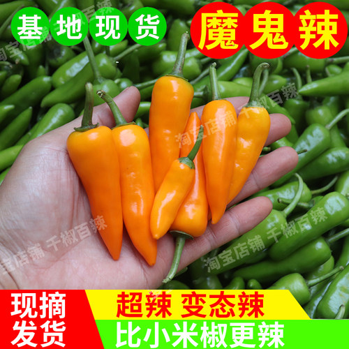 黄椒七彩小米辣五彩香辣小黄辣椒新鲜农家尖椒剁椒福鼎肉片非永安