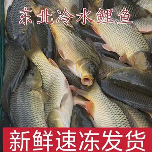 松花江大鲤鱼多条8斤【3-4条】淡水鱼江鲤鱼冷冻食用便宜小鱼
