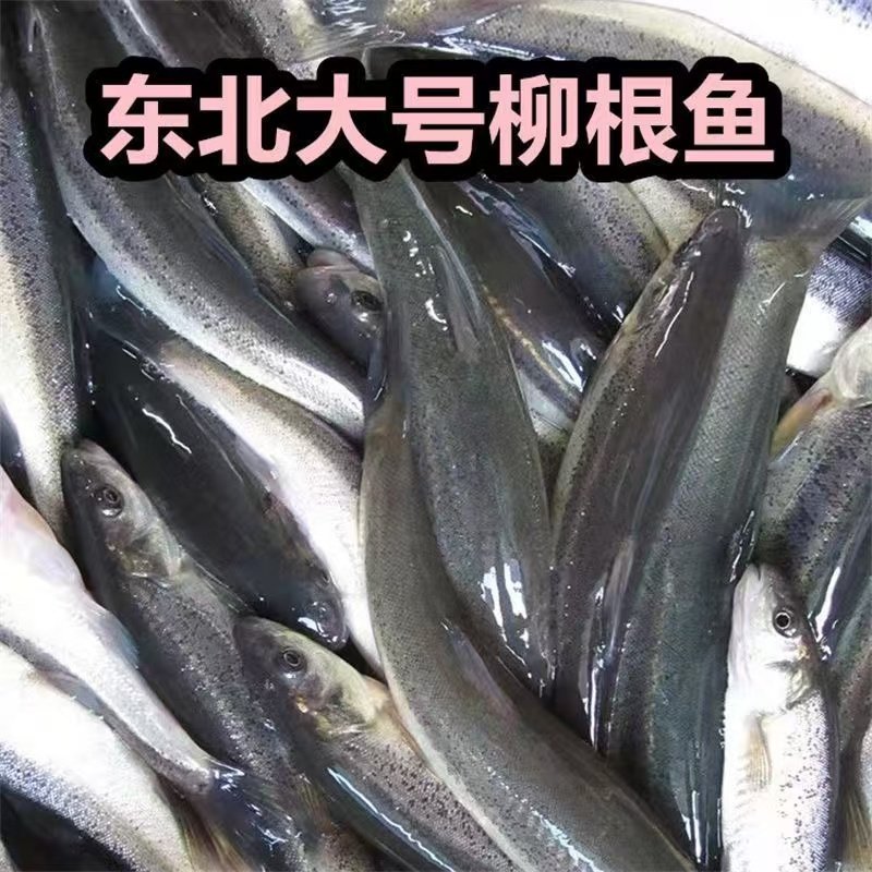 东北柳根鱼小河鱼新鲜