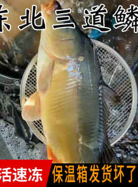 三道鳞鱼东北鱼鲜活速冻发货