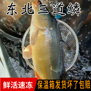 东北特产三道鳞鱼大鲤鱼鲤鱼 鲤拐子无磷鱼整条鱼淡水鱼