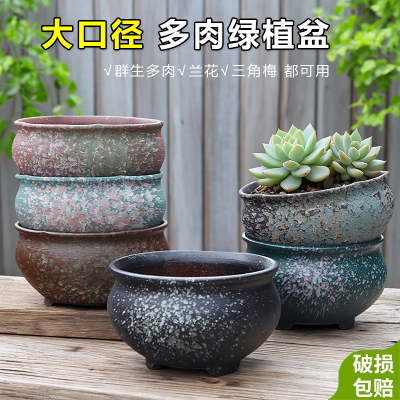 阳台家用多肉组合大拼盘特价捡漏