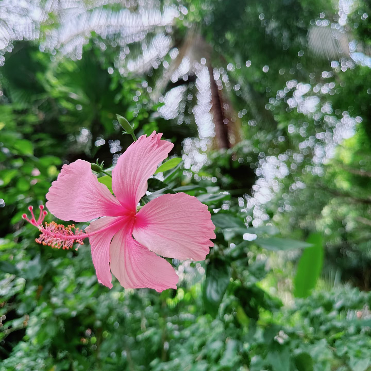 粉色朱槿花苗扶桑花盆栽室内花卉绿植盆栽阳台庭院植物四季开花木