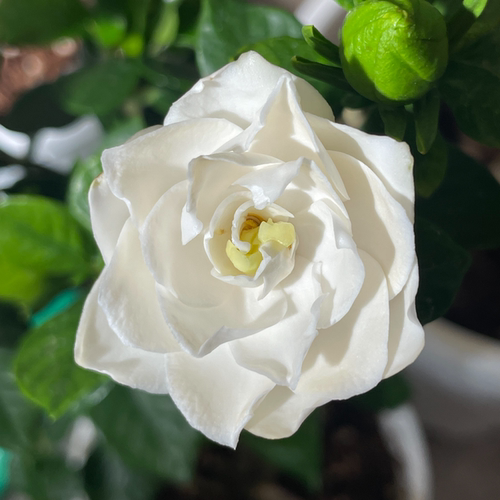 八重咲法莲栀子花浓香型净化空气爆款花卉绿植植物阳台四季常青