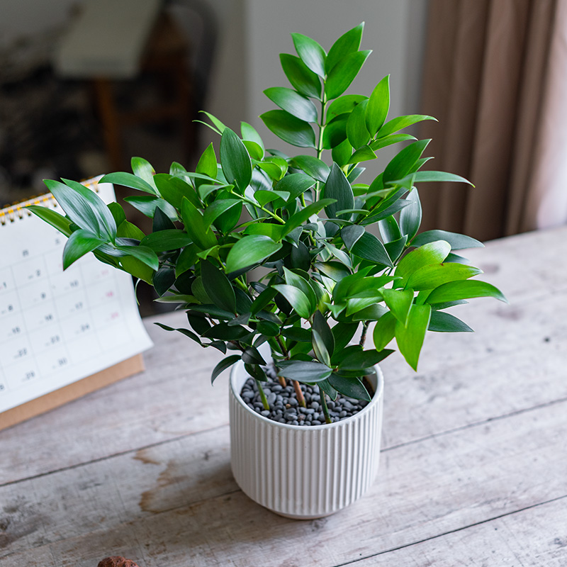 竹柏办公室绿植净化空气四季常青