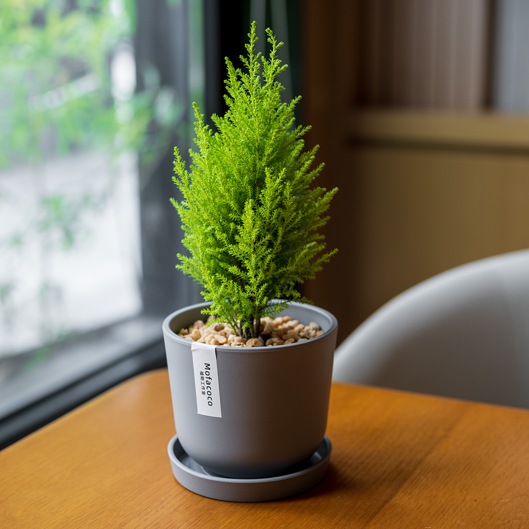 mofacoco香松盆栽北欧风绿植物礼金冠柏圣诞树办公桌面好养活