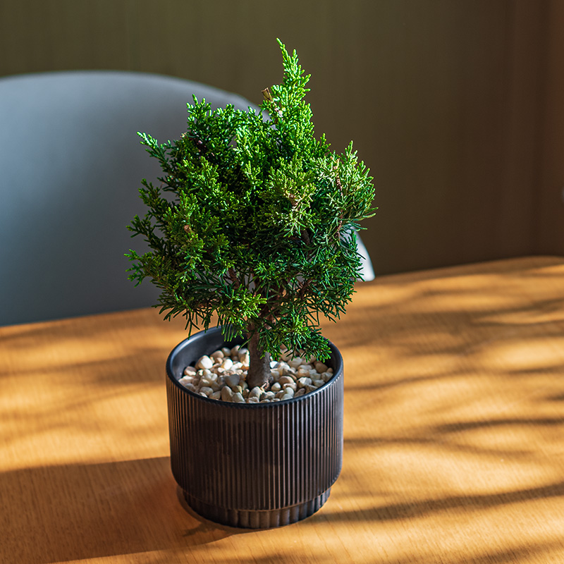 济州真柏庭院阳台耐阴好养活耐寒